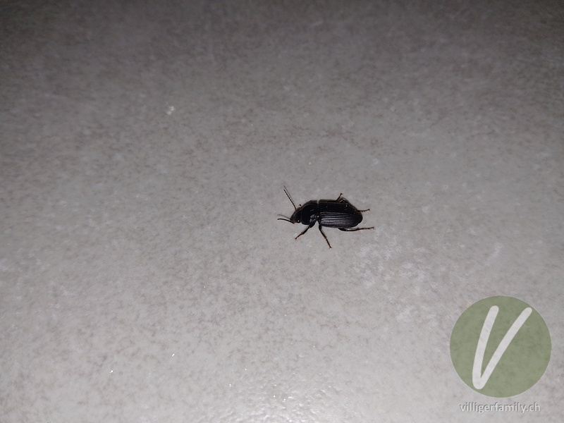 Zweifleckiger Schmuckläufer: Übersicht